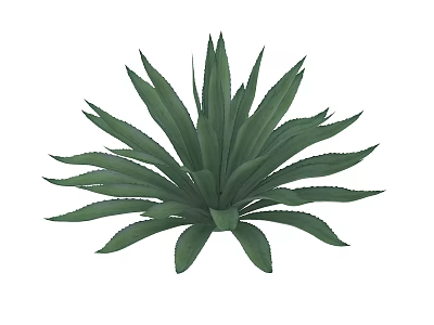 Green Agave Plant With Broad Spiky Leaves Isolated On White Background 3d model