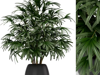 Lush Green Potted Plant With Multiple Stems In Black Modern Pot For Home Decor 3d model