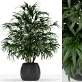 Lush Green Potted Plant With Multiple Stems In Black Modern Pot For Home Decor