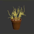 Potted Green Plant With Slender Branches In Terracotta Pot On Gray Background