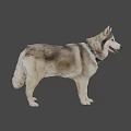 Smiling Gray White Fur Dog With Blue Collar Tag Standing On Gray Background