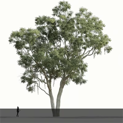 Lush Green Tree with Dense Foliage and Multiple Branches in Natural Growth 3d model
