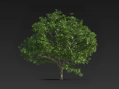 Green Tree With Dense Lush Foliage Standing Against Black Background 3d model