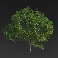 Green Tree With Dense Lush Foliage Standing Against Black Background 3d model