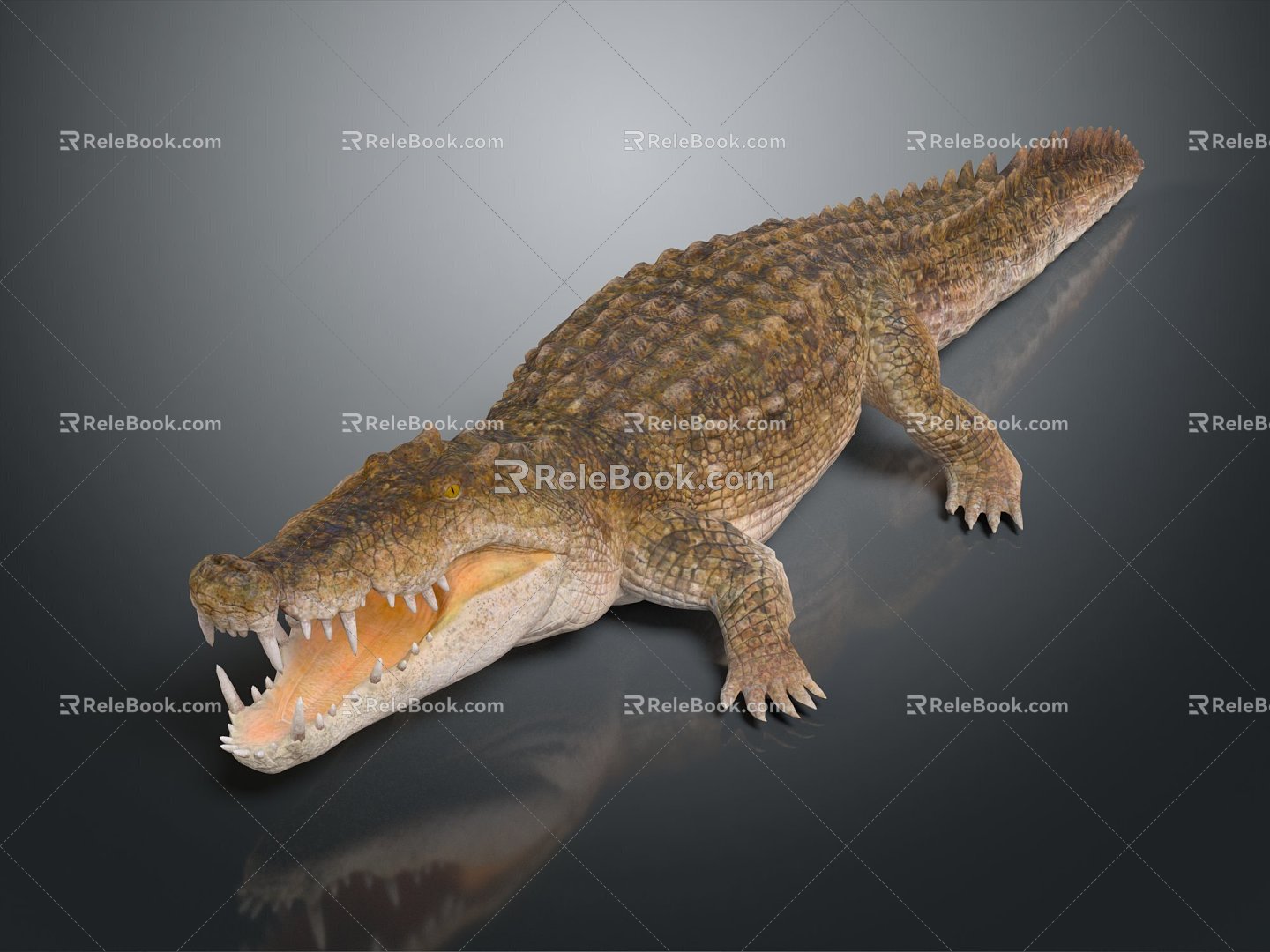 Modern crocodile Alligator Nile crocodile 3d model