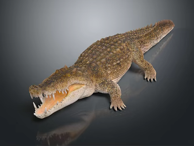 Ferocious Aquatic Animal Crocodile With Open Mouth Sharp Teeth And Scaly Skin On Smooth Surface 3d model