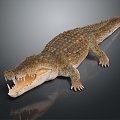 Modern crocodile Alligator Nile crocodile 3d model