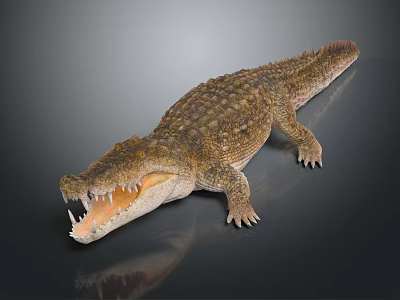 Ferocious Aquatic Animal Crocodile With Open Mouth Sharp Teeth And Scaly Skin On Smooth Surface 3d model