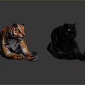 Realistic Orange Tiger and Black Panther Lying Side by Side on Gray Background 3d model