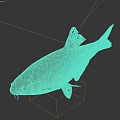 Whole Fresh Silver Fish With Black Fins On Dark Reflective Background