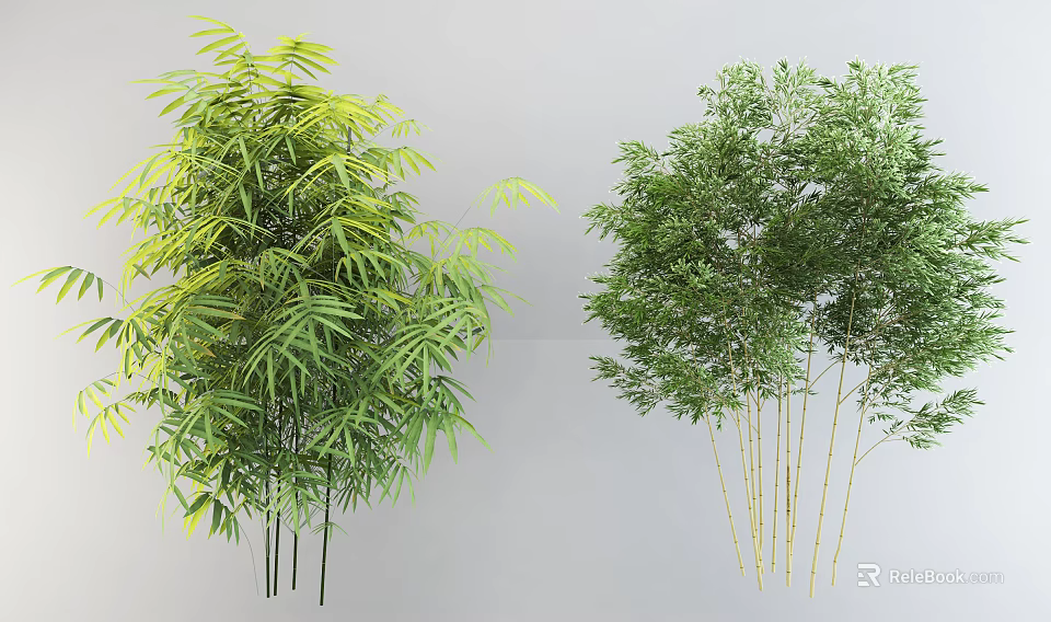 Lush Green Bamboo Plants With Dense Foliage And Slender Golden Stems For Garden Landscaping 3d model 