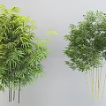Lush Green Bamboo Plants With Dense Foliage And Slender Golden Stems For Garden Landscaping