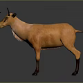 Orange Antelope With Black Horns Standing On Gray Background And Light Colored Neck