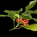 Fresh Green Leafy Plant with Vibrant Red Small Fruits Isolated on Black Background