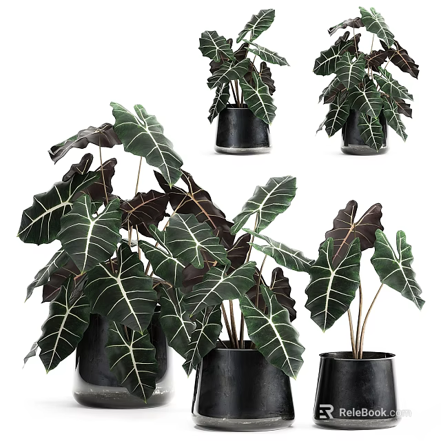 Decorative Ornament Set With Variegated Leaf Green Plants In Black Pots 3d model 