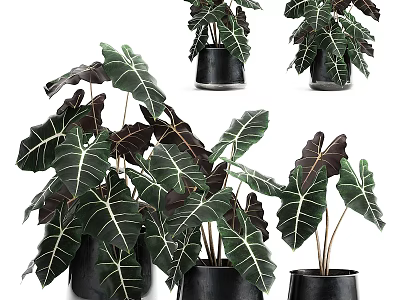 Decorative Ornament Set With Variegated Leaf Green Plants In Black Pots 3d model