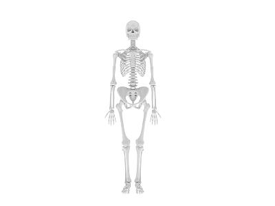 Human Skeleton Limbs Anatomy Featuring Arm And Leg Bone Structure 3d model