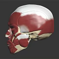 Human Head Muscle Anatomical Model Showing Detailed Facial Structures For Study