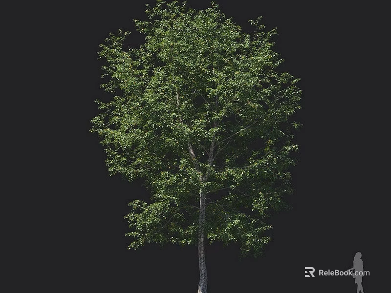 Lush Green Arbor Featuring Dense Foliage And Tall Straight Trunk Against Black Background 3d model 