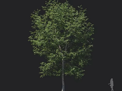 Lush Green Arbor Featuring Dense Foliage And Tall Straight Trunk Against Black Background 3d model