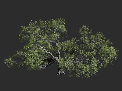 Lush Green Arbor With Twisted Branches And Dense Foliage Growth 3d model