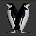 Two Penguins Front And Back Views With Black And White Feathers Against Gray Background 3d model