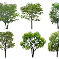 Various Arbor Species With Green Leaves And Different Crown Shapes