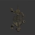 Ancient Turtle Reptile Fossil Skeleton Featuring Complete Shell And Limb Bones