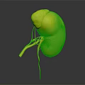 3D Rendered Human Kidney Organ Showing Red Color And Blood Vessels Structure
