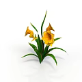 Vibrant Yellow Calla Lilies With Lush Green Leaves On Clean White Background