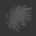 Ornamental Grass Plant With Green Leaves Feathery Plumes And Height Measurement Scale