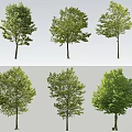 Various Arbor Tree Types With Green Foliage Isolated On White Background 3d model