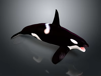 Orca Aquatic Animal With Black And White Coloration Dorsal Fin And Open Mouth 3d model