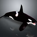 Orca Aquatic Animal With Black And White Coloration Dorsal Fin And Open Mouth