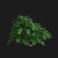 Green Shrub with Lush Dense Foliage and Vibrant Healthy Leaf Structure 3d model