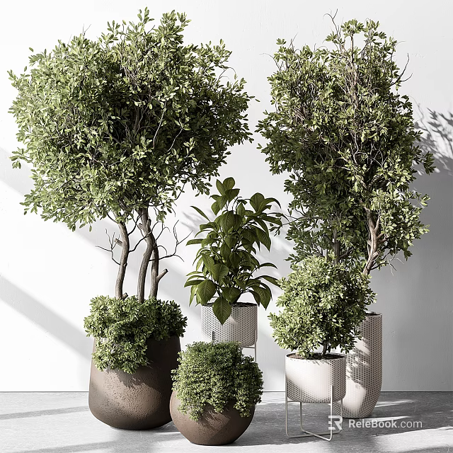 Bonsai Potted Plants With Green Leafy Foliage Various Sizes And Stylish Decorative Planters 3d model 