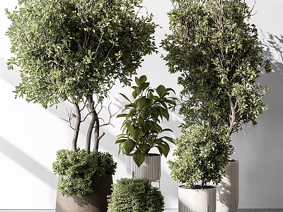 Bonsai Potted Plants With Green Leafy Foliage Various Sizes And Stylish Decorative Planters 3d model