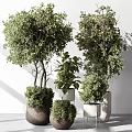 Bonsai Potted Plants With Green Leafy Foliage Various Sizes And Stylish Decorative Planters