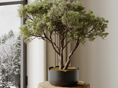 Indoor Bonsai Pine Tree in Black Pot on Wooden Table by Window with Snowy Scene 3d model