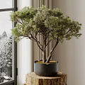 Indoor Bonsai Pine Tree in Black Pot on Wooden Table by Window with Snowy Scene