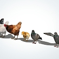 Modern Poultry 3d model