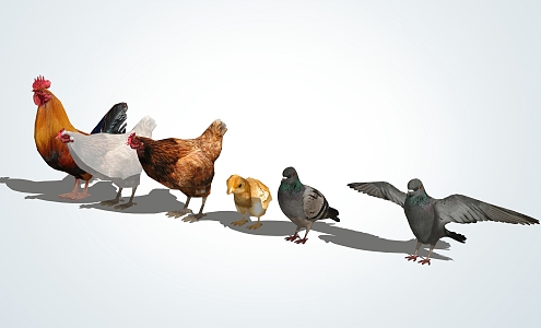 Modern Poultry 3d model