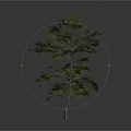 Isolated Green Needle Tree With Slender Trunk And Natural Branch Distribution Against White Background