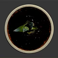 Small Green Plant with Thick Leaves in Green and White Ceramic Pot with Tray