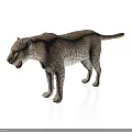 Realistic 3D Leopard Model With Spotted Fur Open Mouth On White Background