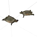 Two Reptile Turtles With Detailed Shell Patterns Crawling On White Background 3d model