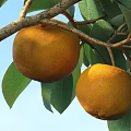 Fresh Oranges Hanging On Tree Branch With Green Leaves And Blue Sky