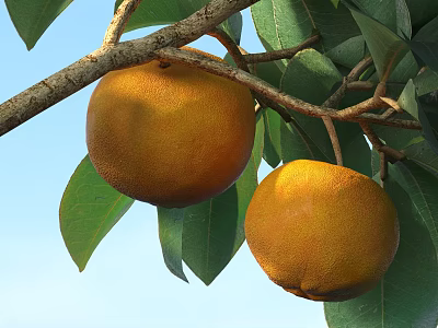 Fresh Oranges Hanging On Tree Branch With Green Leaves And Blue Sky 3d model