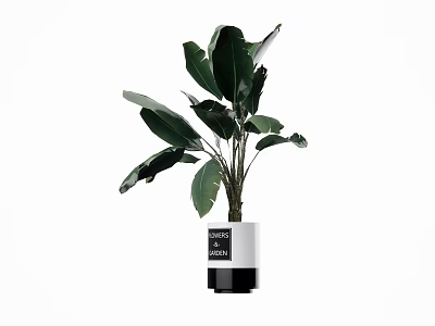 Stylish Bonsai Plant in White and Black Pot with Large Green Leaves 3d model
