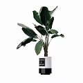 Stylish Bonsai Plant in White and Black Pot with Large Green Leaves